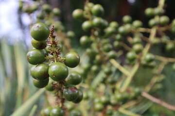 closeup of the green berries of a dragon tree at the island of Madeira