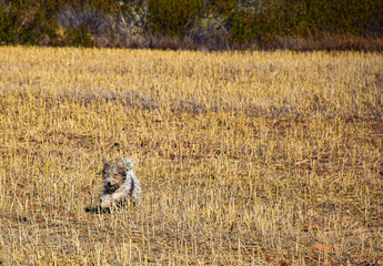 Un perro raza Fox Terrier entre los campos de cultivo