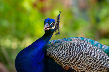 Close up view of The African peacock  a large and brightly coloured bird.