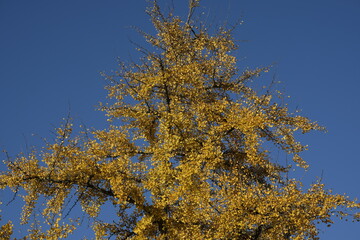 autumn leaves of Ginkgo Biloba in a park of Geneva, Switzerland