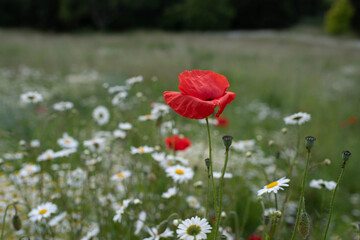 poppy and camomiles
