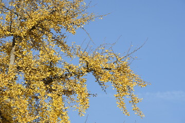 autumn leaves of Ginkgo Biloba in a park of Geneva, Switzerland