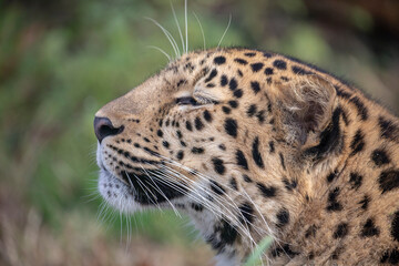 Panthère de l'Amour Panthera pardus orientalis