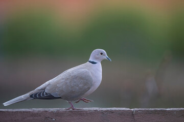 Tourterelle turque Streptopelia decaocto