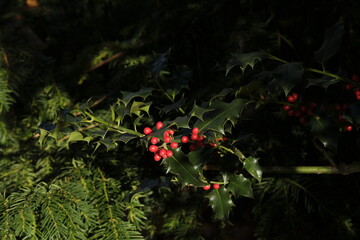 Ilex aquifolium, the holly, or occasionally Christmas holly, in a park of Geneva, Switzerland