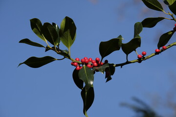 Ilex aquifolium, the holly, or occasionally Christmas holly, in a park of Geneva, Switzerland