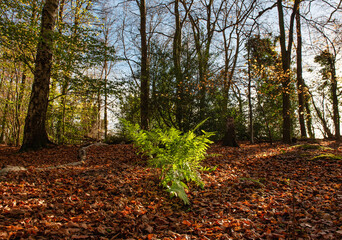 Fototapeta premium Fern in the Westwood Park in Latimer, Chiltern Hills, UK