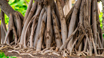 Doramas Park in Las Palmas of gran canaria