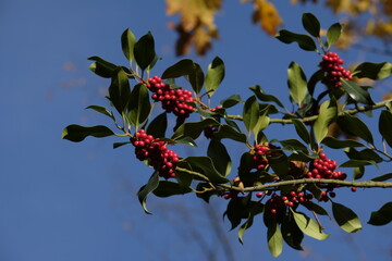 Ilex aquifolium, the holly, or occasionally Christmas holly, in a park of Geneva, Switzerland