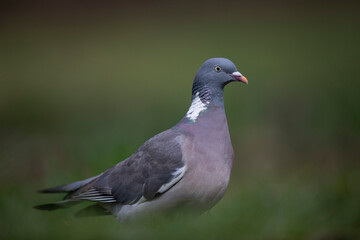 Pieagon ramier palombe Columba palumbus