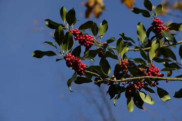 Ilex aquifolium, the holly, or occasionally Christmas holly, in a park of Geneva, Switzerland