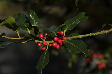 Ilex aquifolium, the holly, or occasionally Christmas holly, in a park of Geneva, Switzerland