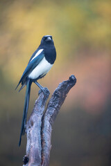 Pie bavarde Pica pica