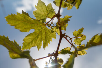 grape leaf background