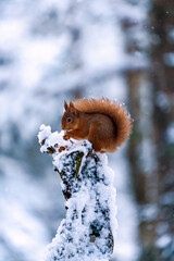 Red Squirrel (Sciurus vulgaris) on snow covered wooden pole in Scottish forest - selective focus