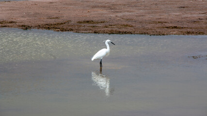 Egret in Mapalomas oasis, Gran Canaria