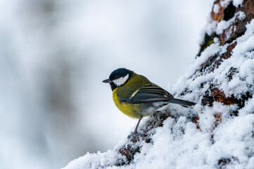 Obraz premium Great tit (Parus major) on snow covered tree in Scottish winter forest - selective focus