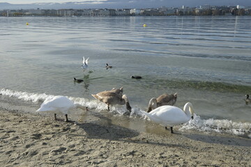 swans on the lake in Geneva, Switzerland