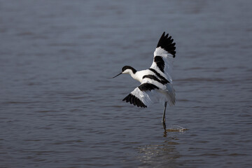 Avocette élégante Recurvirostra avosetta