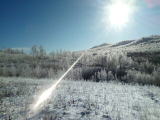 
Landscape birch siberian forest winter snow blue sky beautiful light sunbeam