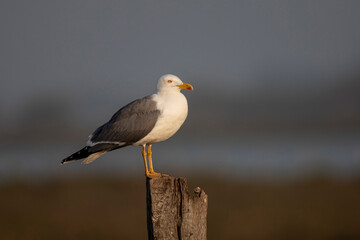 Goéland leucophée Larus michahellis