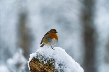 European robin (Erithacus rubecula) on snow covered wooden branch in Scottish forest - selective focus
