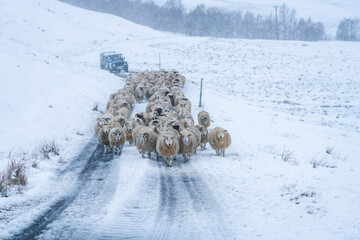 A flock of sheep on a road in the winter in Scotland - selective focus
