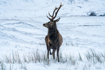 Scottish red deer (Cervus elaphus) in winter snow in Scotland - selective focus