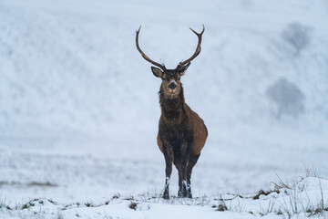 Naklejka na ściany i meble Scottish red deer (Cervus elaphus) in winter snow in Scotland - selective focus