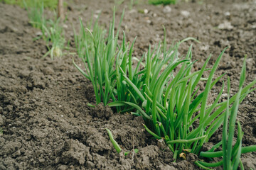 Spring green grass grows from the ground