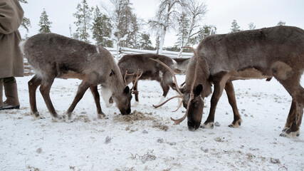 Reindeer with horn eating dry grass in winter tundra weather, pasture reindeer pet inside wood fence for sled tourist outdoor activity. animal for Christmas to give a present with Santa Claus. © Chanokporn