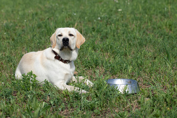 Puppy Labrador dog head profile portrait feeding from his bowl outdoor