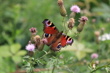 butterfly and flower in Breinig Rhineland Germany Europe