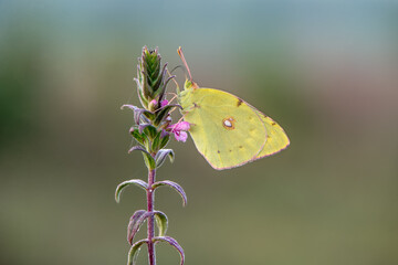 The yellow butterfly Colias hyale on a forest flower on a summer day