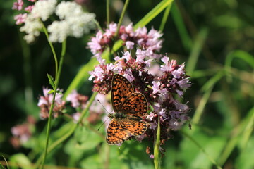butterfly and flower in Breinig Rhineland Germany Europe