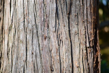 杉の木　杉　すぎ　杉の木肌