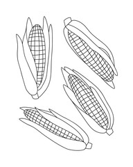 Vector illustration of corns and half of the corns. Set of corns isolated on white background. Line art. Illustration of vegetables. Suitable for illustrating healthy eating, local farm.