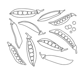 Vector illustration of peas and half of the peas. Set of peas isolated on white background. Line art. Illustration of vegetables. Suitable for illustrating healthy eating, local farm.