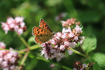 butterfly and flower in Breinig Rhineland Germany Europe