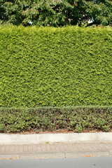 Grüne Hecke, Gartenhecke,  Nadelbaum, Deutschland, Europa