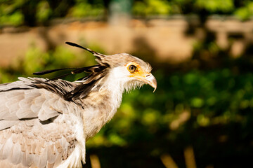 portrait of a secretary bird