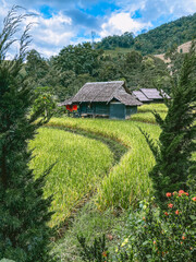 Rice Terraces in Doi inthanon national park in chiang Mai province, Thailand
