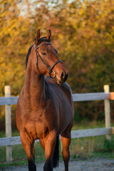 Thoroughbred stallion - 394985071