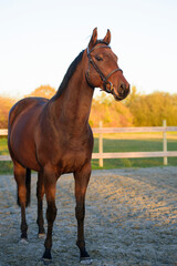 Thoroughbred stallion - 394985460