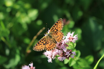 butterfly and flower in Breinig Rhineland Germany Europe