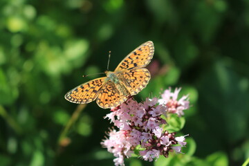butterfly and flower in Breinig Rhineland Germany Europe