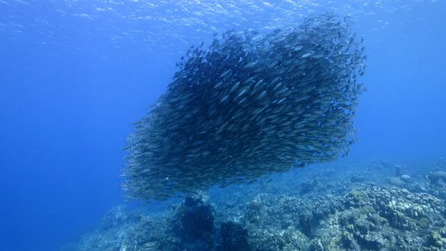 Bait ball, school of fish in turquoise water of coral reef in Caribbean Sea, Curacao