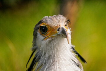 portrait of a secretary bird