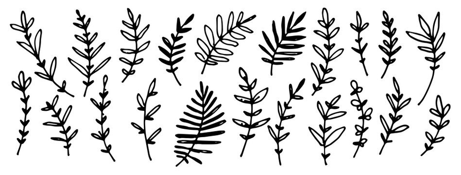a set of deciduous branches drawn by hand . Vector hand-drawn illustration in a simple cartoon style Doodle for postcards and textiles. Isolated objects with a black outline on a white background for 