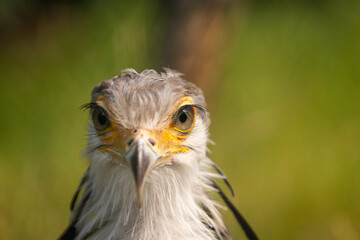 portrait of a secretary bird